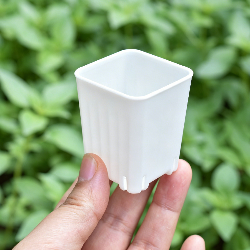 50-100 Stuks 4 Cm Mini Dikker  - Food Storage Plants recensie en prijs